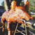 6ft Pig Out Propane Whole Animal Rotisserie                                                           .